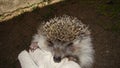 Hedgehog. man handling a hedgehog in the garden in summer. European hedgehog hedgehog is looking forward animals in the city anima