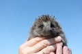 Hedgehog in the man`s hand against the sky Royalty Free Stock Photo