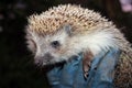 Hedgehog in the man's hand Royalty Free Stock Photo