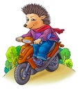 Hedgehog on a motorcycle