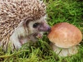 Hedgehog with mushroom, macro