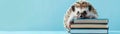 A hedgehog next to a stack of textbooks, isolated on a light blue background, Back to School Theme Royalty Free Stock Photo