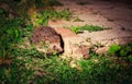 Hedgehog at night