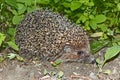 Hedgehog at night