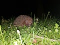 Hedgehog at night