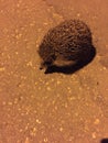 Hedgehog night on the road