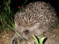 Hedgehog on a night walk