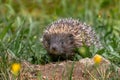 Hedgehog. Northern white-breasted hedgehog - Erinaceus roumanicus Royalty Free Stock Photo