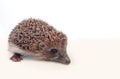 Hedgehog over white Royalty Free Stock Photo