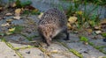 Hedgehog in the park. Curious. Thorny animal in September. Royalty Free Stock Photo