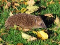 Hedgehog in the park