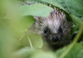 Hedgehog peeks out between leaves and grass