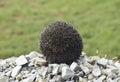 Hedgehog on a pile of rubble. Hedgehog curled up into a ball Royalty Free Stock Photo