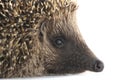 Hedgehog Royalty Free Stock Photo