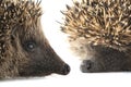 Hedgehog Royalty Free Stock Photo