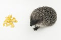 Hedgehog a prickly animal of wild nature mammal eats small pieces of chopped apple on a white background