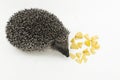 Hedgehog a prickly animal of wild nature mammal eats small pieces of chopped apple on a white background