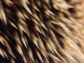 Hedgehog quills