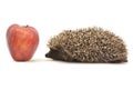 Hedgehog with red apple Royalty Free Stock Photo