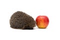 Hedgehog and red apple isolated on white background Royalty Free Stock Photo