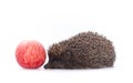 Hedgehog and red apple on white Royalty Free Stock Photo