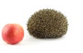 Hedgehog and red apple on white background Royalty Free Stock Photo