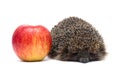 Hedgehog and red ripe apple on a white background Royalty Free Stock Photo