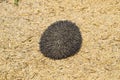 Hedgehog on rice husk. Hedgehog curled up into a ball Royalty Free Stock Photo