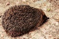 Hedgehog on the road. The European hedgehog is one of the most common species of hedgehogs