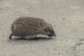 Hedgehog running on asphalt Royalty Free Stock Photo