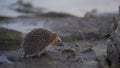 Hedgehog is running on the ground