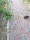 hedgehog running on a tile path, grass growing in the cracks of the tiles