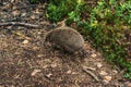 hedgehog runs along a path in the forest Royalty Free Stock Photo