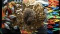 A hedgehog scalp lying on a pile of coins