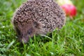 Hedgehog, Scientific name: Erinaceus europaeus wild, native, European hedgehog on green grass