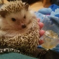 Hedgehog and scotch