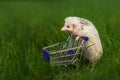 Hedgehog with shopping trolley Royalty Free Stock Photo