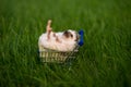 Hedgehog with shopping trolley Royalty Free Stock Photo