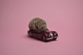 Hedgehog sit on roadster on pink carton background.