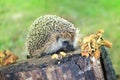 Hedgehog sitting on a stump covered with mushrooms on a summer morning