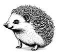 Cute Hedgehog sketch drawing isolated on white background Vector illustration Royalty Free Stock Photo