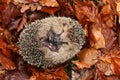 Hedgehog sleeping Royalty Free Stock Photo