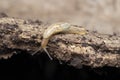 Hedgehog slug (Arion intermedius), Satara, Maharashtra, India_1 Royalty Free Stock Photo