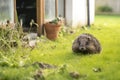 hedgehog snooping around a countryside dwelling