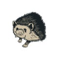 Hedgehog. Spiny forest animal. Cute porcupine isolated on white background. Vector engraved hand drawn old vintage sketch for