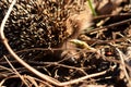 Hedgehog Royalty Free Stock Photo