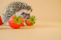 Hedgehog and strawberry berries.food for hedgehogs. Cute gray hedgehog and red strawberries on a beige background.Baby