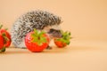 Hedgehog and strawberry berries.food for hedgehogs. Cute gray hedgehog and red strawberries on a beige background.Baby