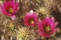 Hedgehog Strawberry Cactus in bloom, Saguaro National Monument, Tucson, AZ