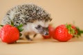 Hedgehog and strawberry.food for hedgehogs.gray hedgehog and red strawberries on a beige background.Baby hedgehog